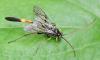 Hellwigia obscura